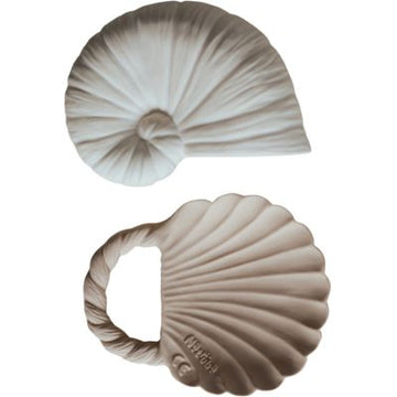 Dentition coquillage