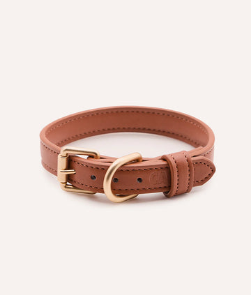 Collier pour chien