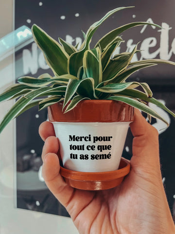 Joli pot & muisti