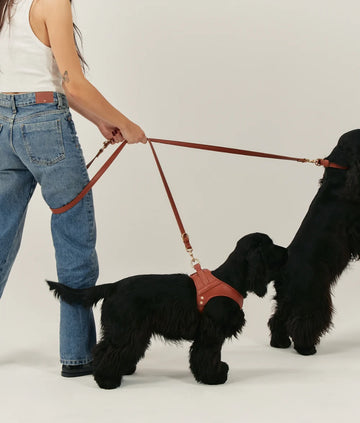 Laisse marron mutiposition pour chien