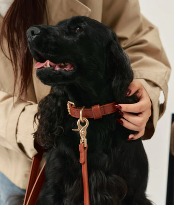 Collier pour chien