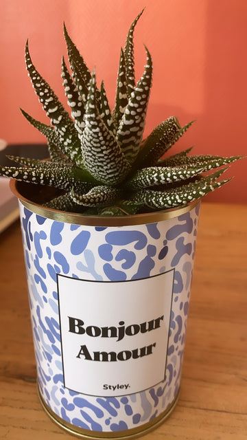 Plante - Bonjour amour